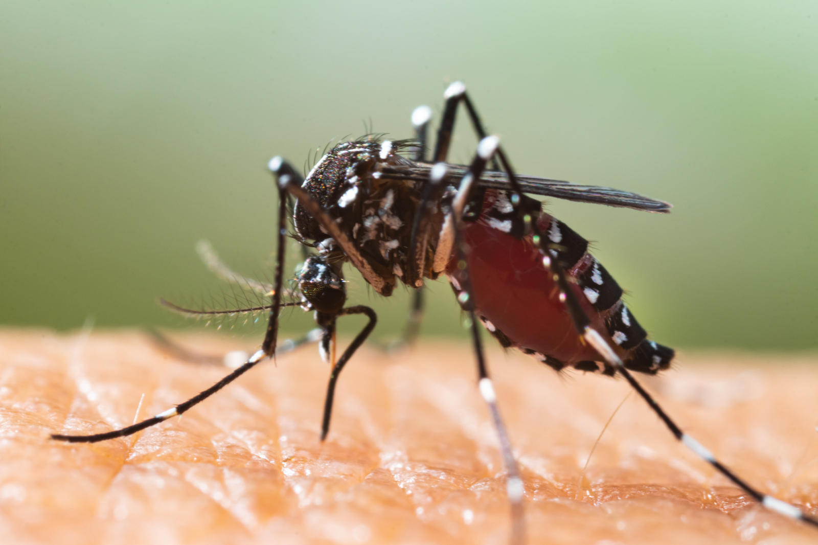 Insectes piqueurs les dangers cachés de votre jardin — free download